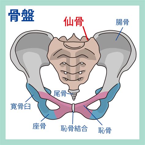 仙骨命格